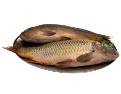 Slatkovodna riba